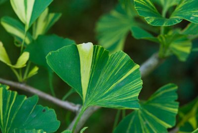Ginkgo biloba 'Variegata' - jinan dvoulaločný - list2